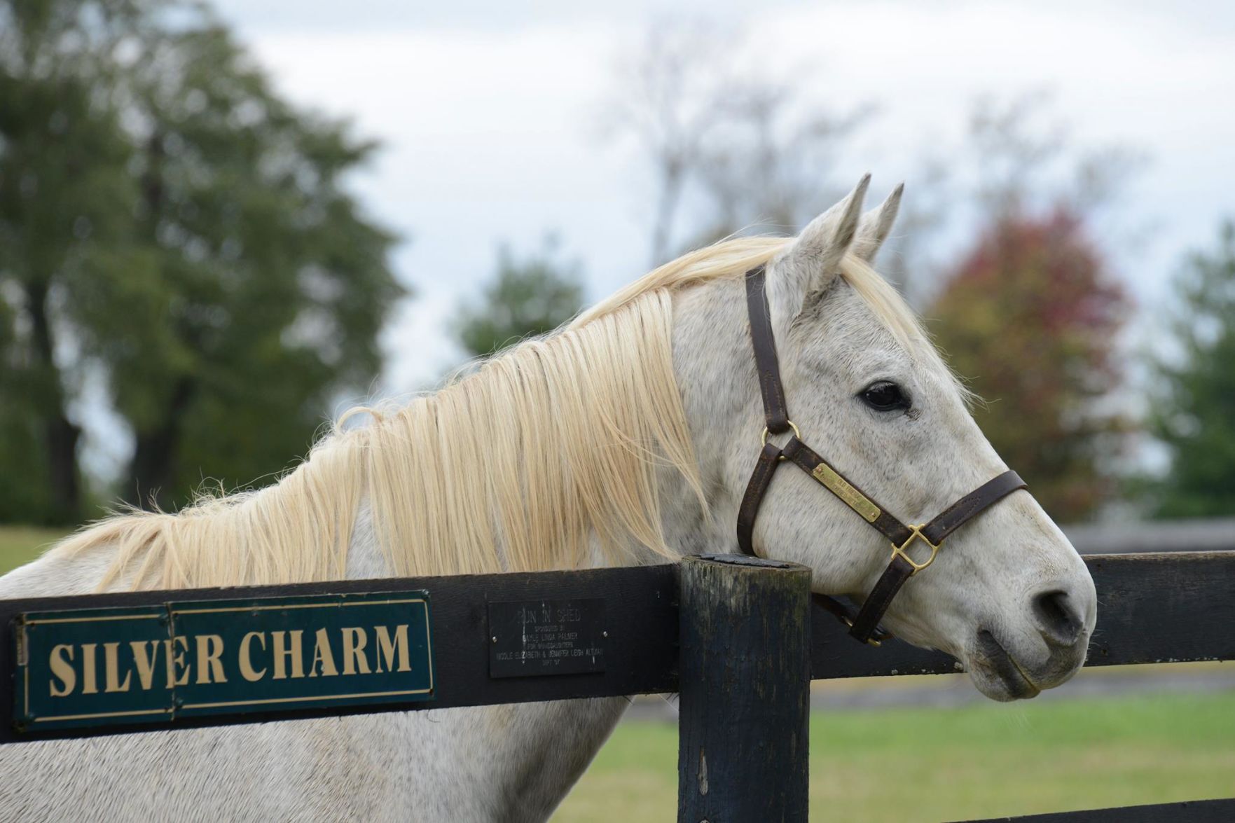 SILVER CHARM - COURTESY OLD FRIENDS FARM ON FACEBOOK.jpg